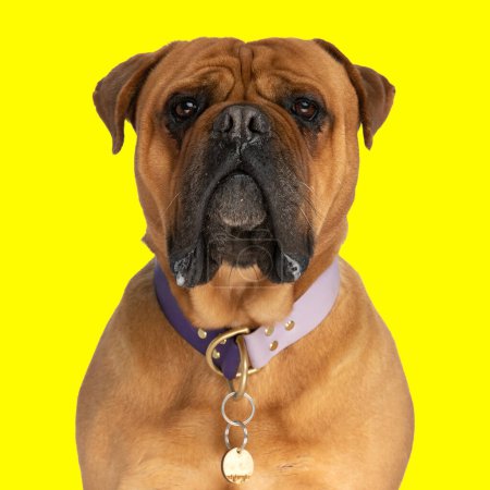 Foto de Adorable toro mastín perro vistiendo collar, sentado y mirando hacia adelante en frente de fondo amarillo - Imagen libre de derechos