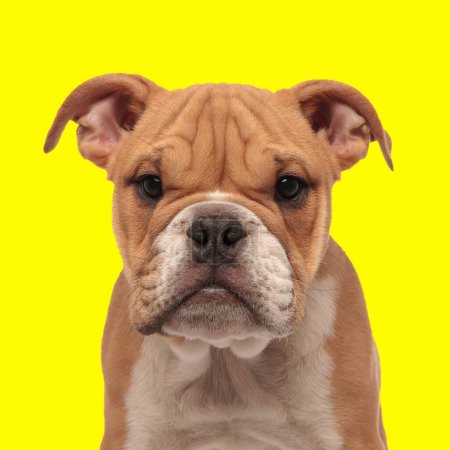Foto de Lindo poco inglés bulldog cachorro mirando hacia adelante y sentado delante de fondo amarillo - Imagen libre de derechos