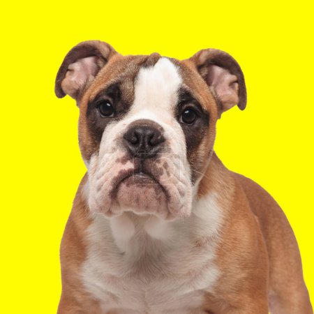 Foto de Perrito bulldog inglés dulce mirando hacia adelante y de pie delante de fondo amarillo - Imagen libre de derechos