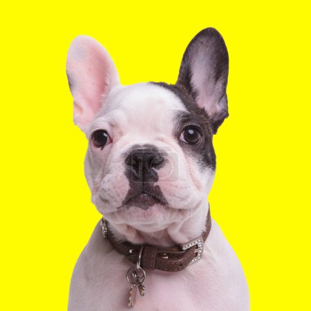 Téléchargez les photos : Adorable chien bouledogue français portant un collier, regardant vers l'avant et assis devant fond jaune en studio - en image libre de droit