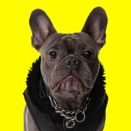 Photo for Cool little french bulldog puppy with jacket and collar looking forward while sitting in front of yellow background in studio - Royalty Free Image