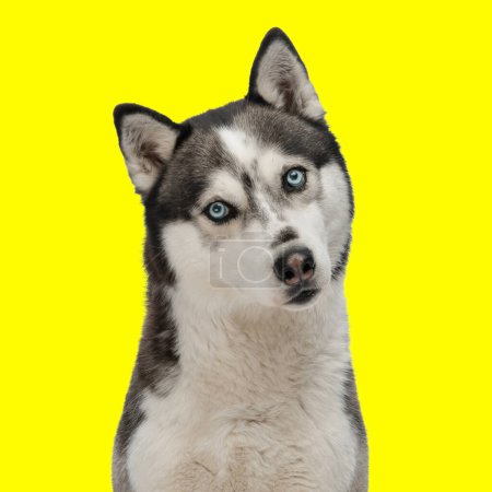 Photo for Beautifu husky dog tilting head, looking forward and sitting in front of yellow background in studio - Royalty Free Image
