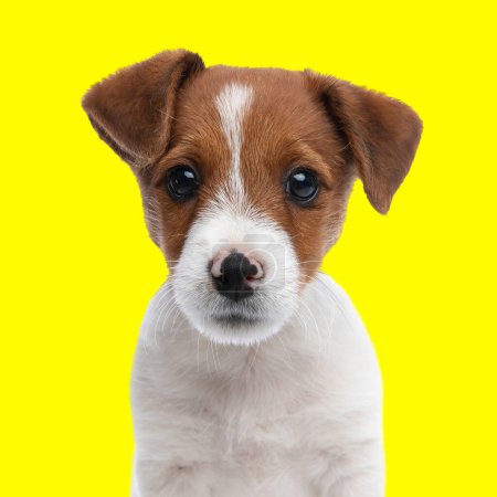 Photo for Portrait of sweet little jack russell terrier dog sitting and looking forward in front of yellow background - Royalty Free Image