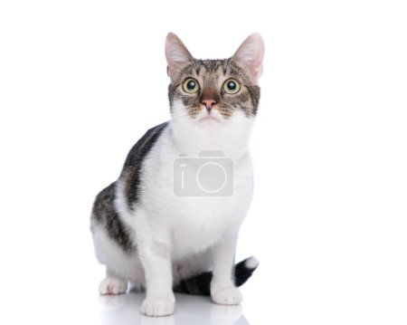 Téléchargez les photos : Curieux petit chaton métis levant les yeux d'une manière avide tout en étant assis en face de fond blanc - en image libre de droit