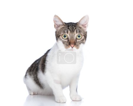 Photo for Beautiful little metis cat looking forward and sitting in front of white background in studio - Royalty Free Image