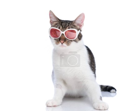 Foto de Adorable pequeño metis gato con gafas de sol sentado y mirando hacia adelante en frente de fondo blanco - Imagen libre de derechos