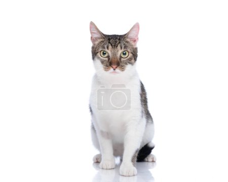 Photo for Beautiful baby metis cat looking forward and sitting in front of white background - Royalty Free Image