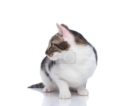 Téléchargez les photos : Adorable belle petite métisse chat regardant de côté, étant curieux et assis en face de fond blanc - en image libre de droit