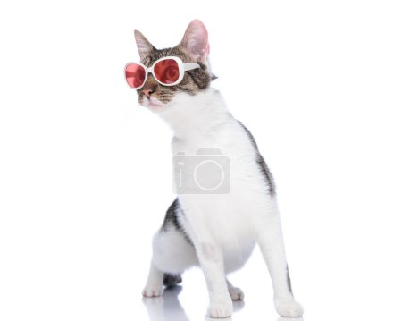 Foto de Curioso gato metis con gafas de sol de pie y mirando a un lado mientras está ansioso delante de fondo blanco - Imagen libre de derechos