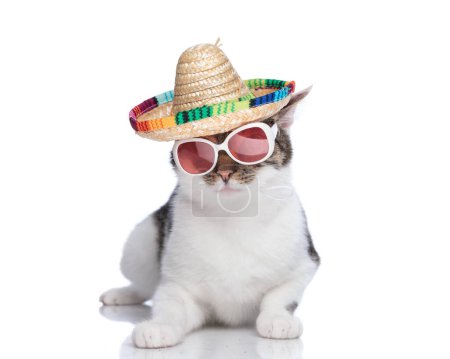 Téléchargez les photos : Drôle petit chat métis portant mexicain sombrero avec des lunettes de soleil couché et regardant vers l'avant en face de fond blanc - en image libre de droit