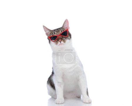 Photo for Adorable metis cat wearing red triangle sunglasses and looking up, being curious and posing while sitting on white background - Royalty Free Image