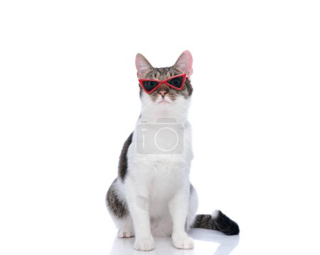 Photo for Beautiful little metis kitty wearing triangle sunglasses and looking up while sitting in front of white background in studio - Royalty Free Image