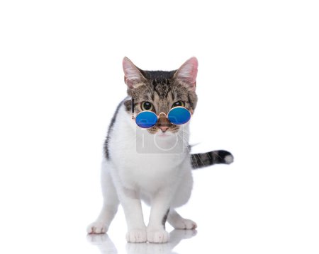 Téléchargez les photos : Mignon petit chat métis regardant au-dessus des lunettes de soleil rétro et debout devant fond blanc - en image libre de droit