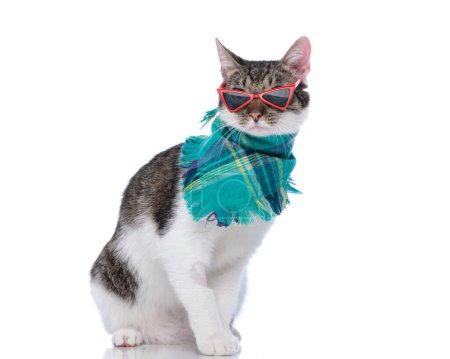 Photo for Side view of sweet little metis cat with triangle sunglasses and scarf sitting in front of white background - Royalty Free Image