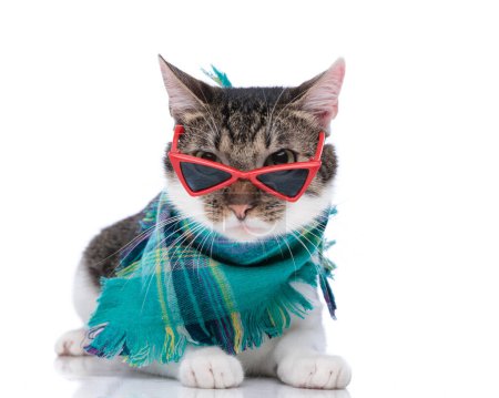 Téléchargez les photos : Jolie petite chatte métisse avec des lunettes de soleil portant un foulard à carreaux bleu et couché sur fond blanc - en image libre de droit