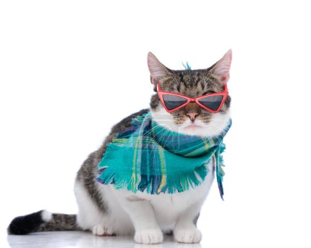Foto de Dulce poco metis gato con gafas de sol y azul bufanda a cuadros preparándose para el invierno mientras posando y sentado sobre fondo blanco - Imagen libre de derechos