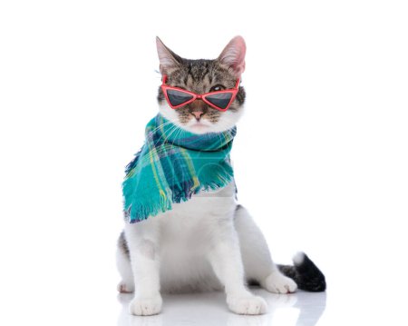 Photo for Beautiful metis cat with triangle sunglasess wearing blue plaid winter scarf while sitting in front of white background - Royalty Free Image