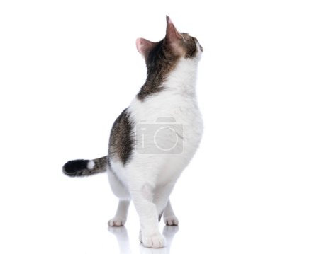 Photo for Beautiful little metis cat standing and looking behind and up while posing in front of white background - Royalty Free Image
