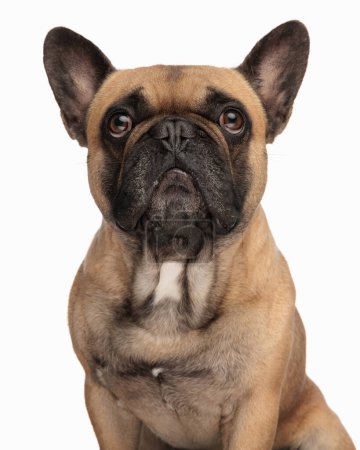 Photo for Portrait of unhappy french bulldog looking up and waiting for food while sitting in front of white background - Royalty Free Image