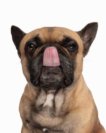 Foto de Lindo bulldog francés cachorro mirando hacia arriba, sobresaliendo lengua y lamiendo la nariz mientras está sentado delante de fondo blanco - Imagen libre de derechos