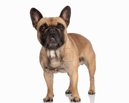 Téléchargez les photos : Beau chien bouledogue français regardant vers l'avant et haletant tout en se tenant devant fond blanc - en image libre de droit