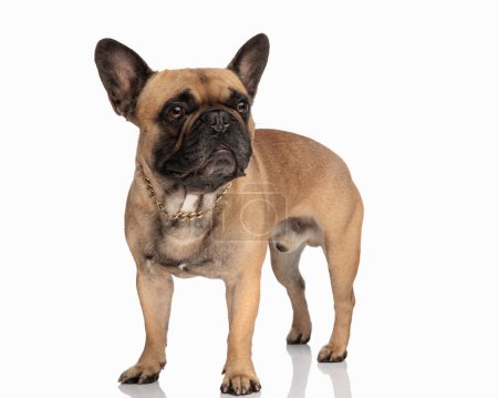 Photo for Cute little french bulldog with golden collar looking to side and standing in front of white background - Royalty Free Image