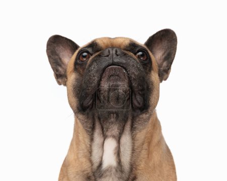 Photo for Eager little french bulldog puppy looking up and waiting for food while posing in front of white background in studio - Royalty Free Image