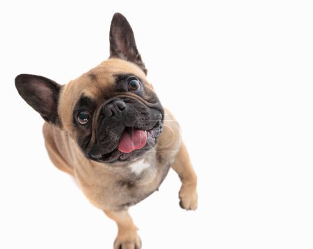 Foto de Vista superior de perro frenchie excitado adorable sobresaliendo lengua y jadeando mientras está sentado y mirando hacia arriba en frente de fondo blanco - Imagen libre de derechos