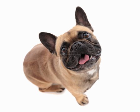 Photo for Excited french bulldog puppy sticking out tongue, panting and looking up while sitting in front of white background - Royalty Free Image