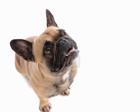 Foto de Curioso bulldog francés cachorro mirando hacia arriba y mostrando los dientes mientras está sentado en frente de fondo blanco - Imagen libre de derechos