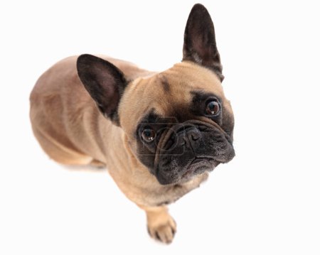 Photo for Curious little french bulldog dog looking up and begging for food while staring in front of white background - Royalty Free Image