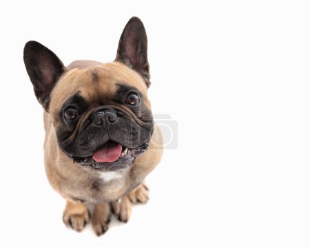 Photo for Adorable french bulldog puppy looking up and panting with tongue outside while sitting in front of white background - Royalty Free Image