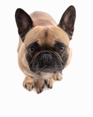 Photo for Adorable french bulldog puppy looking up and begging for food while sitting in front of white background - Royalty Free Image