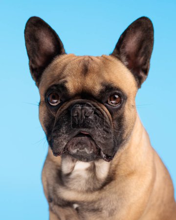 Foto de Retrato de hermoso perro frenchie mirando hacia adelante y sentado delante de fondo azul - Imagen libre de derechos