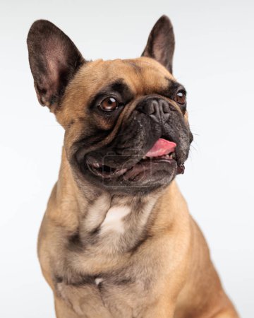 Photo for Cute little french bulldog puppy looking to side and panting while sitting in front of grey background - Royalty Free Image