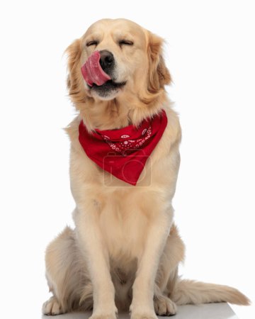 Téléchargez les photos : Cupide labrador retriever chien avec bandana rouge léchant le nez et assis devant fond blanc - en image libre de droit