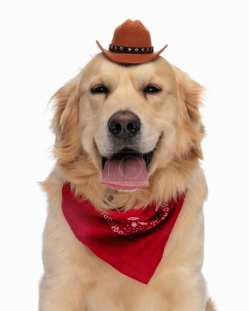 Téléchargez les photos : Adorable chien golden retriever avec chapeau de shérif et bandana rouge haletant et assis devant fond blanc - en image libre de droit