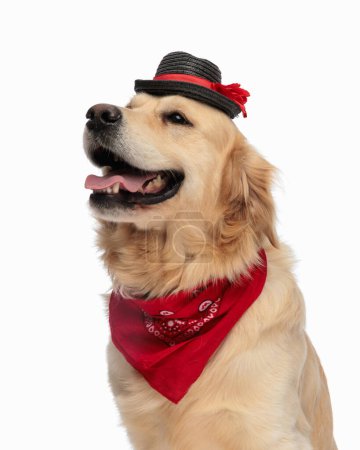 Téléchargez les photos : Joli petit chien golden retriever avec chapeau et bandana rouge haletant avec la langue exposée et regardant loin devant fond blanc - en image libre de droit