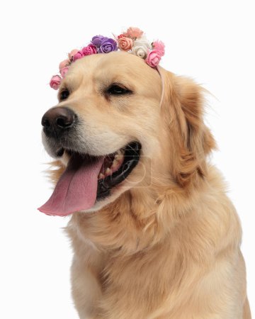 Photo for Portrait of beautiful cute labrador retriever dog with colorful flowers headband panting and sticking out tongue in front of white background - Royalty Free Image