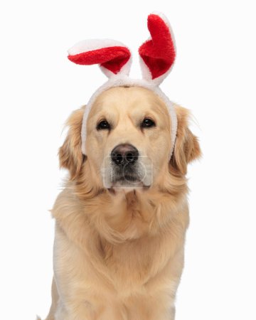 Téléchargez les photos : Beau chien golden retriever portant des oreilles de lapin rouge bandeau devant fond blanc tout en étant assis en studio - en image libre de droit