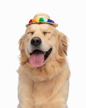 Téléchargez les photos : Heureux chien golden retriever avec des glands chapeau collant la langue et haletant avec les yeux se fermant tout en étant assis sur fond blanc - en image libre de droit