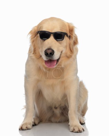 Photo for Golden retriever dog with sunglasses sticking out tongue and panting while sitting in front of white background - Royalty Free Image
