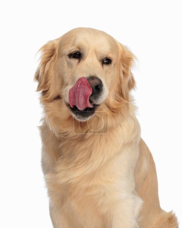 Foto de Codicioso pequeño labrador retriever cachorro mirando hacia otro lado y lamiendo la nariz mientras está sentado delante de fondo blanco - Imagen libre de derechos