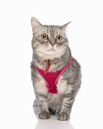 Foto de Hermoso pequeño gato tabby usando arnés rosa y mirando hacia otro lado mientras camina delante de fondo blanco - Imagen libre de derechos