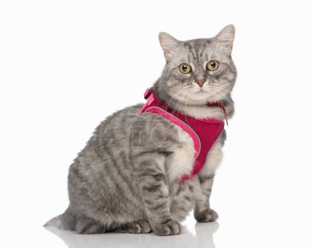 Téléchargez les photos : Vue de côté image de chaton adorable avec harnais rose assis et regardant vers l'avant en face de fond blanc - en image libre de droit