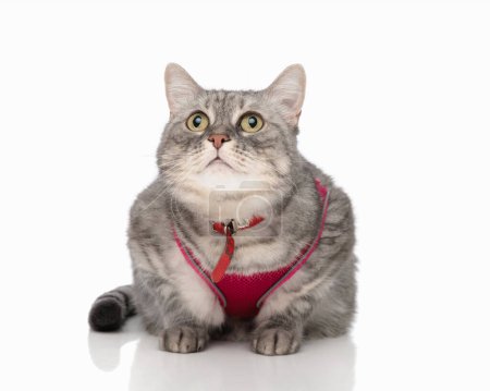Téléchargez les photos : Petit chat métis whiskas impatient avec harnais rose levant les yeux et étant curieux tout en s'allongeant devant fond blanc - en image libre de droit