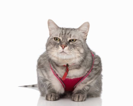 Foto de Sospechoso poco whiskas gato con rosa arnés mirando hacia otro lado mientras acostado en frente de blanco fondo - Imagen libre de derechos
