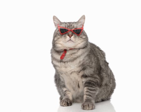 Téléchargez les photos : Mignon chat tabby avec des lunettes de soleil et collier regardant vers l'avant et assis en face de fond blanc - en image libre de droit