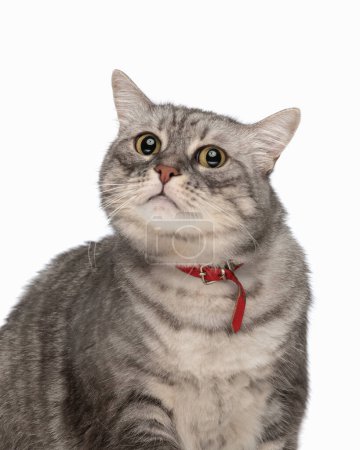Téléchargez les photos : Mignon petit chat métis avec col rouge assis et regardant vers l'avant en face de fond blanc - en image libre de droit