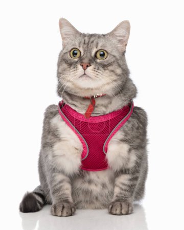 Téléchargez les photos : Beau chat gris whiskas en harnais rose avec col rouge regardant loin et assis devant fond blanc - en image libre de droit